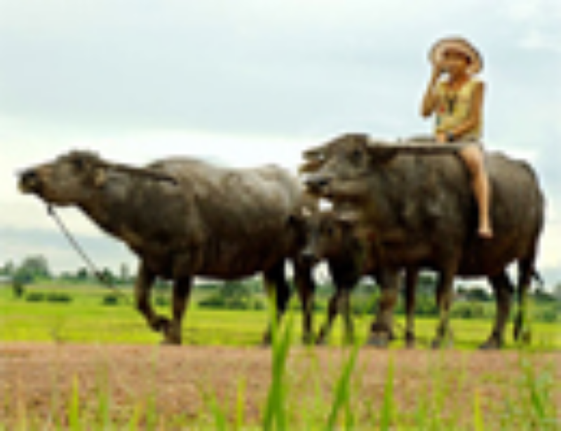 Ảnh của 'Ca dao, tục ngữ' thời hiện đại (Phần 8)